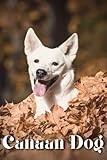 Canaan Dog: Dog breed overview and guide
