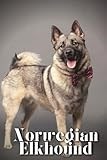 Norwegian Elkhound: Dog breed overview and guide