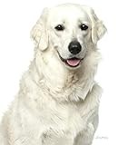 Journal: Kuvasz Notebook