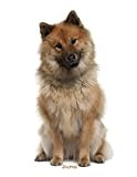 Journal: Eurasier