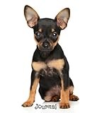 Journal: English Toy Terrier