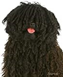 Journal: Happy Puli Dog