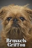 Brussels Griffon: Dog breed overview and guide