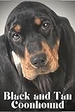 Black And Tan Coonhound thumbnail