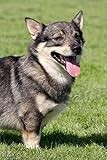 Swedish Vallhund: Artified Pets Dog Journal/Notebook/Diary With Wraparound Cover Image (Artified Pets Swedish Vallhund)