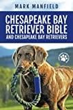 Chesapeake Bay Retriever thumbnail
