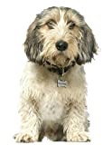Journal: Petit Basset Griffon Vendeen