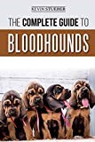 Bloodhound thumbnail
