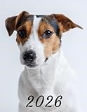 2026: Large Monthly Calendar Planner – Jack Russell Terrier Dog