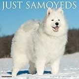 Just Samoyeds 2023 Wall Calendar