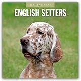 English Setters 2026 Square Wall Calendar