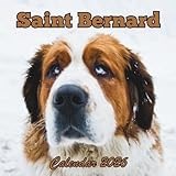 Saint Bernard Calendar 2026: 12 Months Organizer From January to December