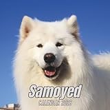 Samoyed Calendar 2026: 12 Months Organizer From January to December
