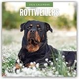 Rottweilers 2026 Square Wall Calendar