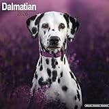 Dalmatian 2026 Calendar | Square Wall Calendar | Dog Breed Gift | Plastic Free Packaging | by Avonside Publishing