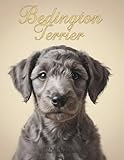 Bedlington Terrier Pocket Calendar 2026: Monthly Planner | 8.5 x 11 in | 73 Pages | Simple and Practical Organizer