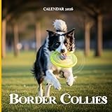 Border Collie 2026 Calendar: Smart & Energetic Herding Dogs in Stunning Photography