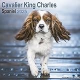 Cavalier King Charles Spaniel calendar thumbnail