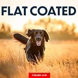 Flat Coated Retriever calendar thumbnail
