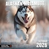 Alaskan Malamute Calendar 2026: Powerful and Loyal Malamutes in Action Shots