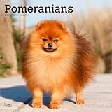 Pomeranian calendar thumbnail