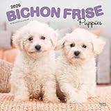 Bichon Frise Puppies | 2026 12 x 24 Inch (Hanging) Monthly Square Wall Calendar | Plastic-Free | BrownTrout | Animals Dog Breeds Puppy
