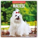Maltese 2026 Square Wall Calendar