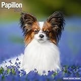 Papillon 2026 Calendar | Square Wall Calendar | Dog Breed Gift | Plastic Free Packaging | by Avonside Publishing