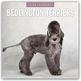 Bedlington Terriers 2026 Square Wall Calendar