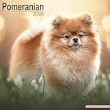 Pomeranian 2026 Calendar | Square Wall Calendar | Dog Breed Gift | Plastic Free Packaging | by Avonside Publishing
