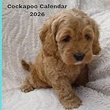Cockapoo Calendar 2026