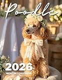 Poodle 2026 Calendar – 8.5 x 11 Inch Monthly Planner Featuring Elegant & Playful Poodle Photos: 12 Months of Stylish, Smart, and Adorable Poodles – Ideal for Home, Office, or Fridge Display
