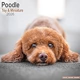 Toy & Miniature Poodle 2026 Calendar | Square Wall Calendar | Dog Breed Gift | Plastic Free Packaging | by Avonside Publishing