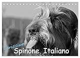 Carissimo Spinone Italiano Desk Calendar 2026 DIN A5 Landscape CALVENDO Monthly Calendar: A Portrait of Spinone Italiano