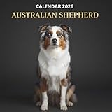 Australian Shepherd Calendar 2026: A Year of Energy, Intelligence, and Loyalty — Perfect for Dog Lovers Everywhere
