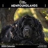 Newfoundlands Calendar 2026: A Year of Gentle and Loyal Newfoundland Dogs | Kalender Calendario Calendrier