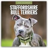 Staffordshire Bull Terriers 2026 Square Wall Calendar