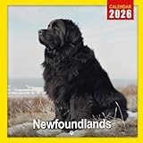 Newfoundlands Calendar 2026: A Year of Gentle and Loyal Newfoundland Dogs | Kalender Calendario Calendrier