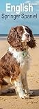 English Springer Spaniel Slim Calendar 2026 Dog Breed Slimline Calendar - 12 Month