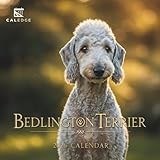 Bedlington Terrier calendar thumbnail