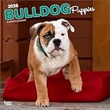 Bulldog Puppies | 2026 12 x 24 Inch (Hanging) Monthly Square Wall Calendar | Plastic-Free | BrownTrout | Animals Dog Breeds