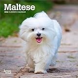 Maltese | 2026 7 x 14 Inch (Hanging) Monthly Mini Wall Calendar | BrownTrout | Animals Small Dog Breeds