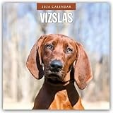 Vizslas 2026 Square Wall Calendar