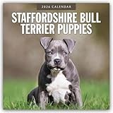 Staffordshire Bull Terrier Puppies 2026 Square Wall Calendar
