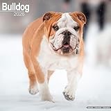 Bulldog 2026 Calendar | Square Wall Calendar | Dog Breed Gift | Plastic Free Packaging | by Avonside Publishing
