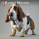 Basset Hounds Calendar 2026: Long-Eared, Big-Eyed Friends in Lazy Day Poses