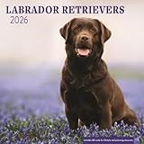 Labrador Retrievers 2026 Wall Calendar
