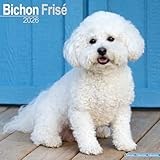 Bichon Frise calendar thumbnail