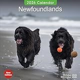 Newfoundlands Calendar 2026: A Year of Gentle and Loyal Newfoundland Dogs | Kalender Calendario Calendrier