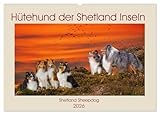 Shepherd Dog of the Shetland Islands - Shetland Sheepdog (Wall Calendar 2026 DIN A2 Landscape), CALVENDO Monthly Calendar: In 13 Beautiful Photos Introduces the Adorable Dog Breed